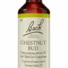 Bachblüten Chestnut Bud 20 ml Tropfen